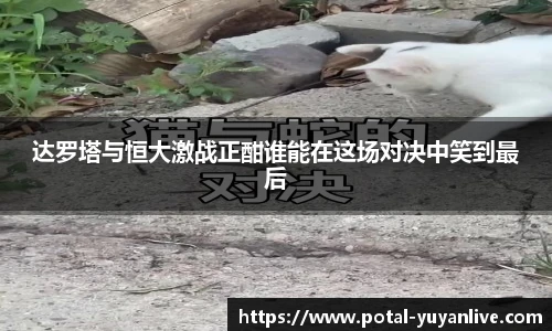 雨燕体育直播